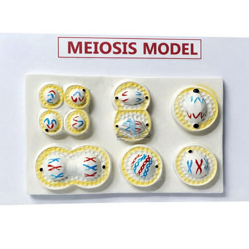Meiosis Model